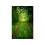 Green Forest Trail (Print Only) thumbnail