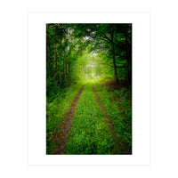 Green Forest Trail (Print Only)
