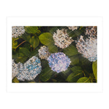Hydrangeas | Landscape (Print Only) thumbnail