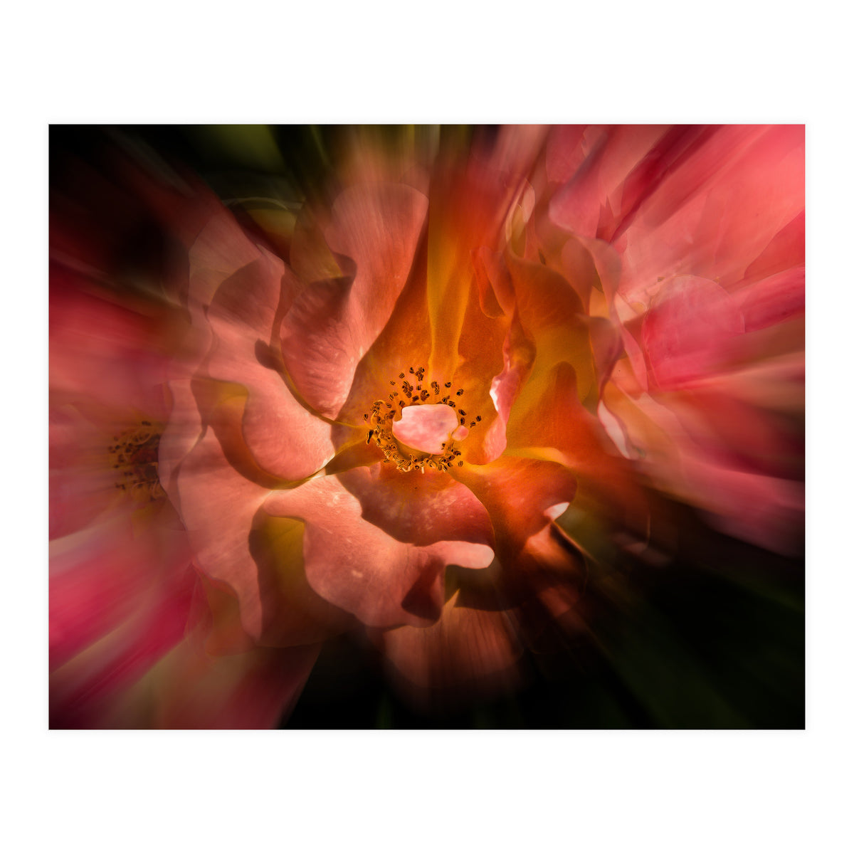 Backyard Flowers No 40 Color Flow Version (Print Only)