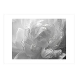 Ethereal Monochromatic Peony Petal Macro (Print Only) thumbnail