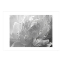 Ethereal Monochromatic Peony Petal Macro (Print Only)
