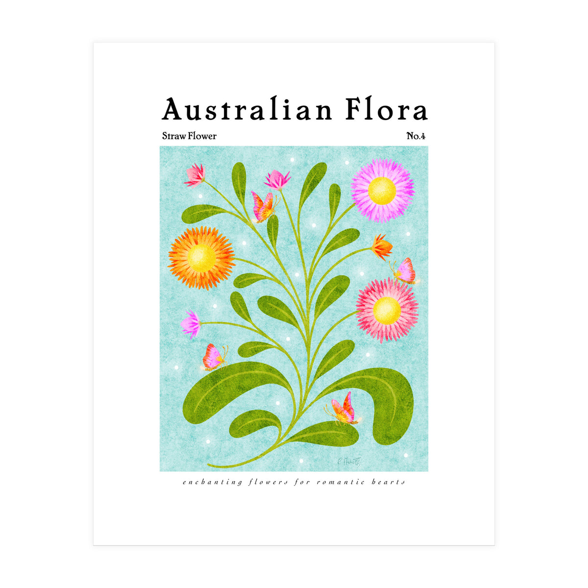 Australian Flora: Straw Flower (Print Only)