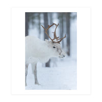 Portrait of a reindeer (Print Only)