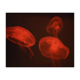 At the aquarium #4 (Print Only) thumbnail