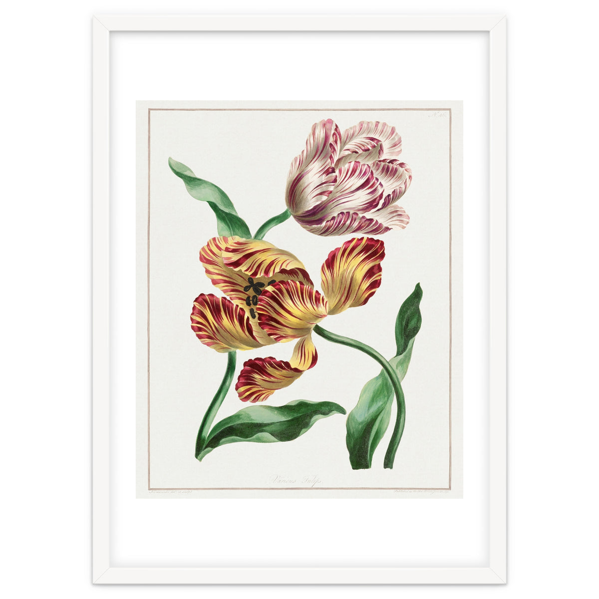 John Edwards – Various Tulips (1791)