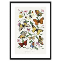 Paul Gervais – Butterfly and Moth Natural History Illustration (1842)