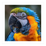 Close Up Portrait Of A Blue And Gold Macaw Parrot (Print Only) thumbnail
