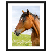 Horse Portrait