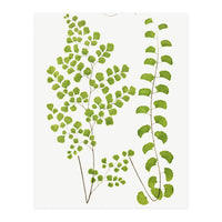 Edward Joseph Lowe – Adiantum Assimile and Adiantum Lunulatum (1856–1860) (Print Only)