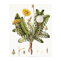 William Curtis – Dandelion (1777–1798) (Print Only)