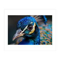 Close Up Of A Peacock Head And Eye (Print Only)