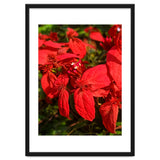 Red Quisqualls Plant Flowers thumbnail