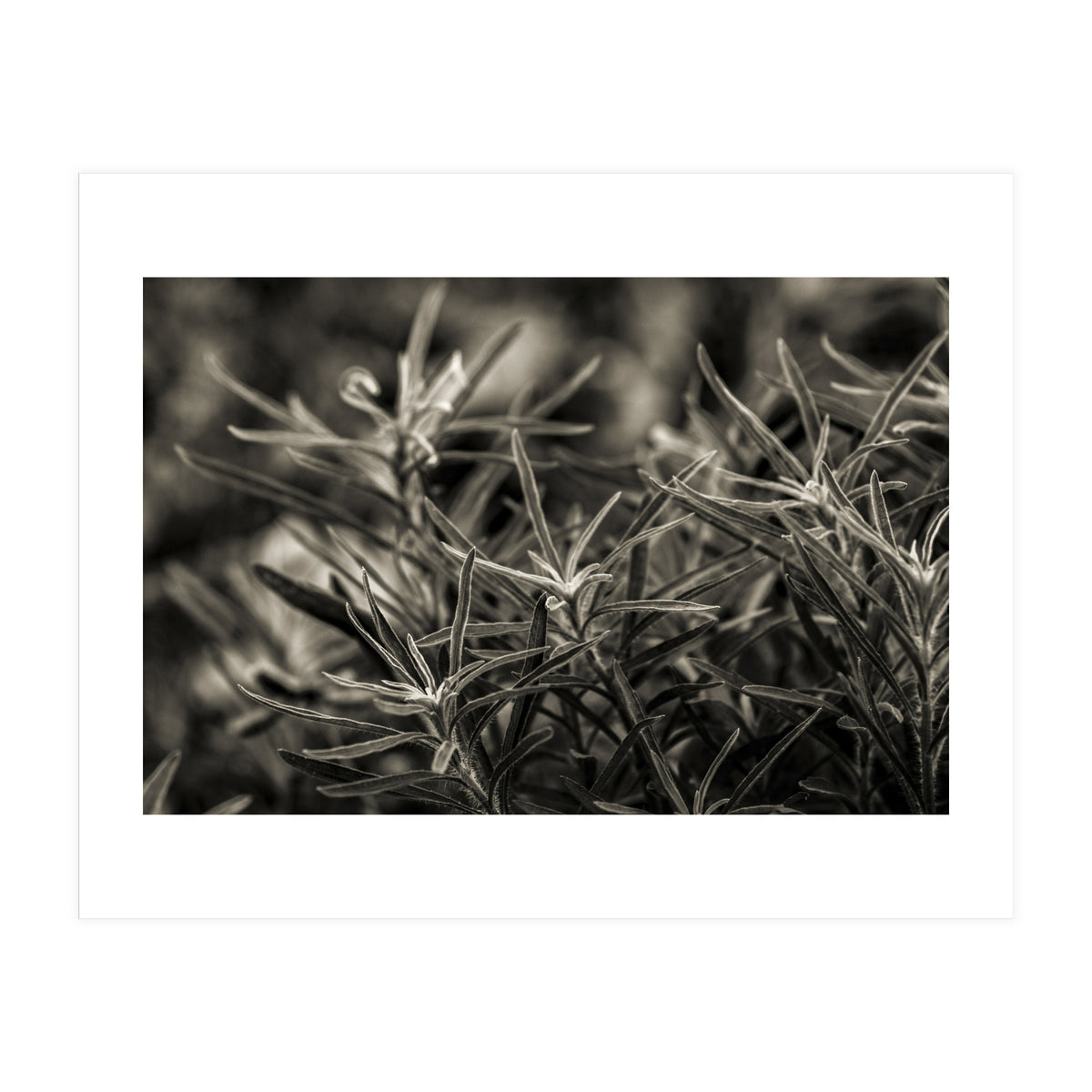 Rosemary Plant (Print Only)