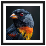 Black Bird With Red Eyes And Orange Chest Feathers thumbnail