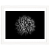 Backyard Flowers In Black And White No 48 Flow Version thumbnail