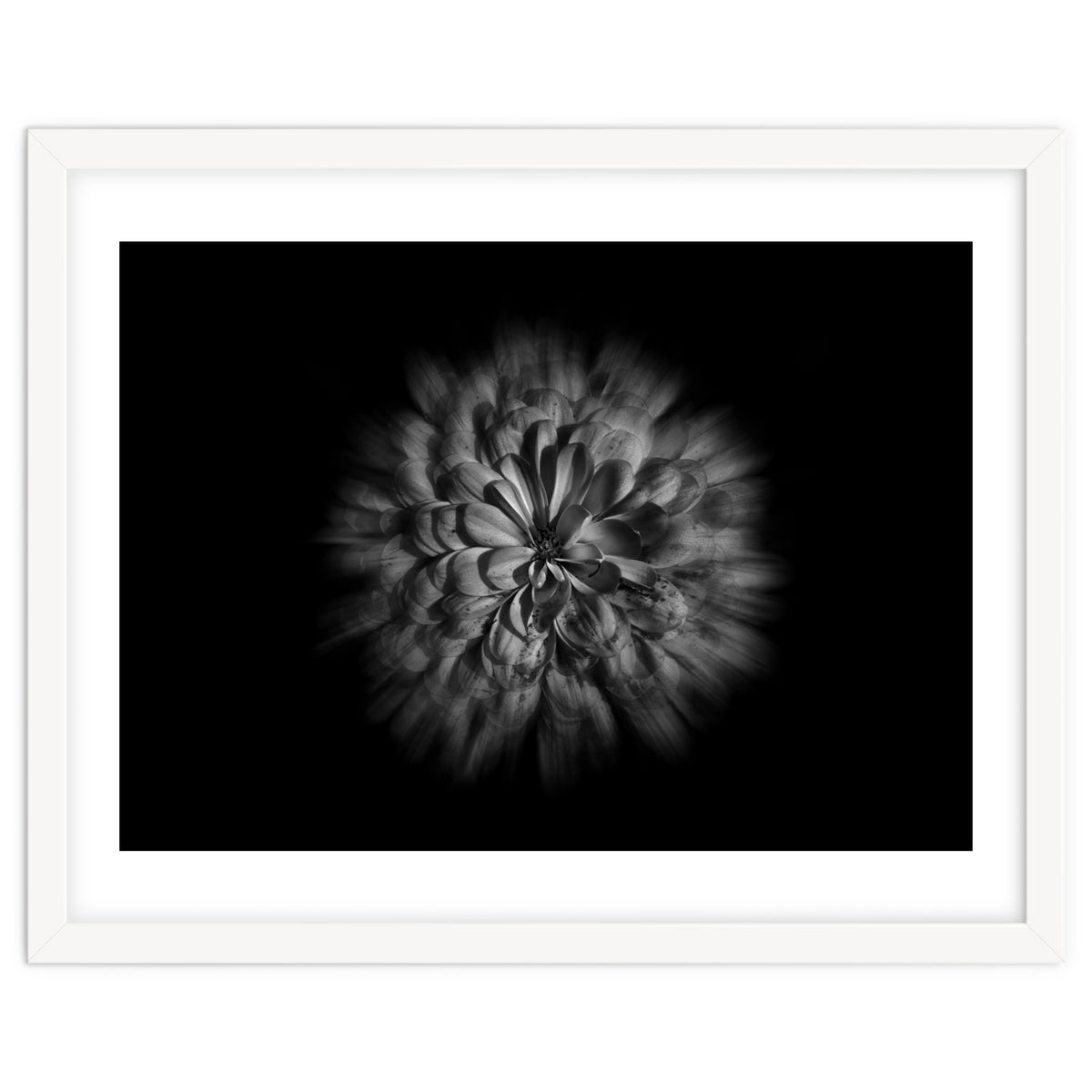 Backyard Flowers In Black And White No 48 Flow Version