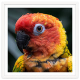 Sun Conure Parrot Bird With Water Droplets thumbnail