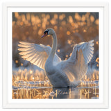 Swan Spreading Wings In Water Sunlight thumbnail