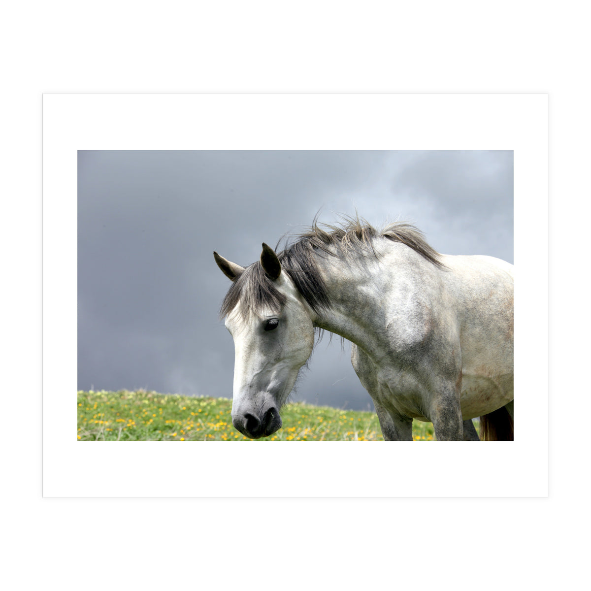 White Horse (Print Only)