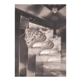Evolving | Sepia (Print Only) thumbnail