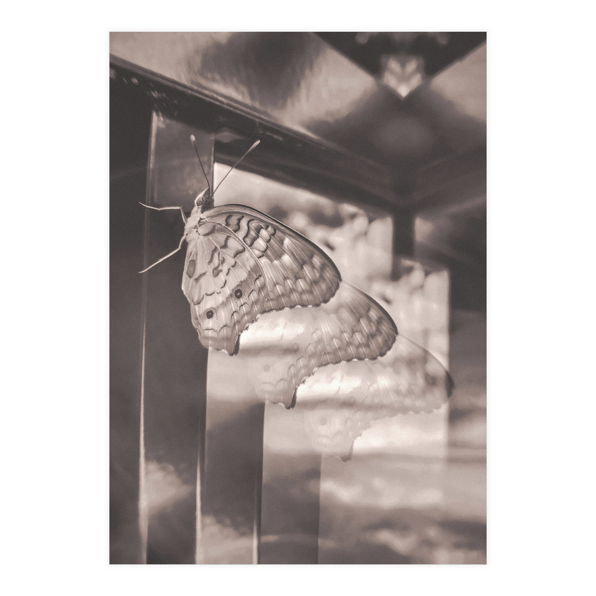 Evolving | Sepia (Print Only)