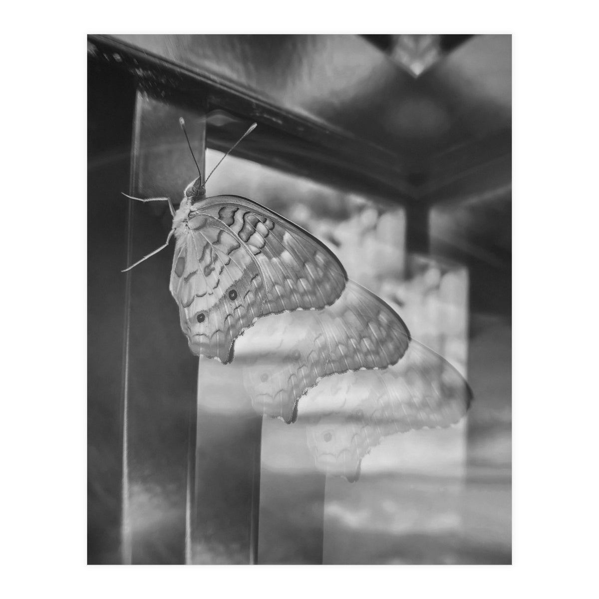 Evolving | Black & White (Print Only)