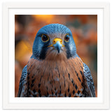 Close Up Of A Kestrel Bird Of Prey Portrait thumbnail