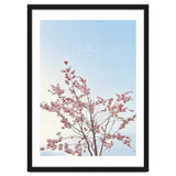 Sakura - cherry blossom thumbnail