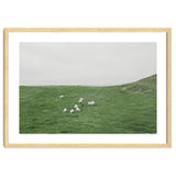 A flock of Sheep in the Green Hill - Iceland thumbnail