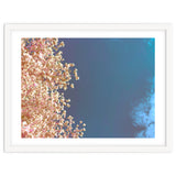 Leaves And Sky thumbnail