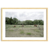 Cows in the farm thumbnail