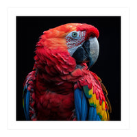 Scarlet Macaw Parrot Close Up Portrait  (Print Only)