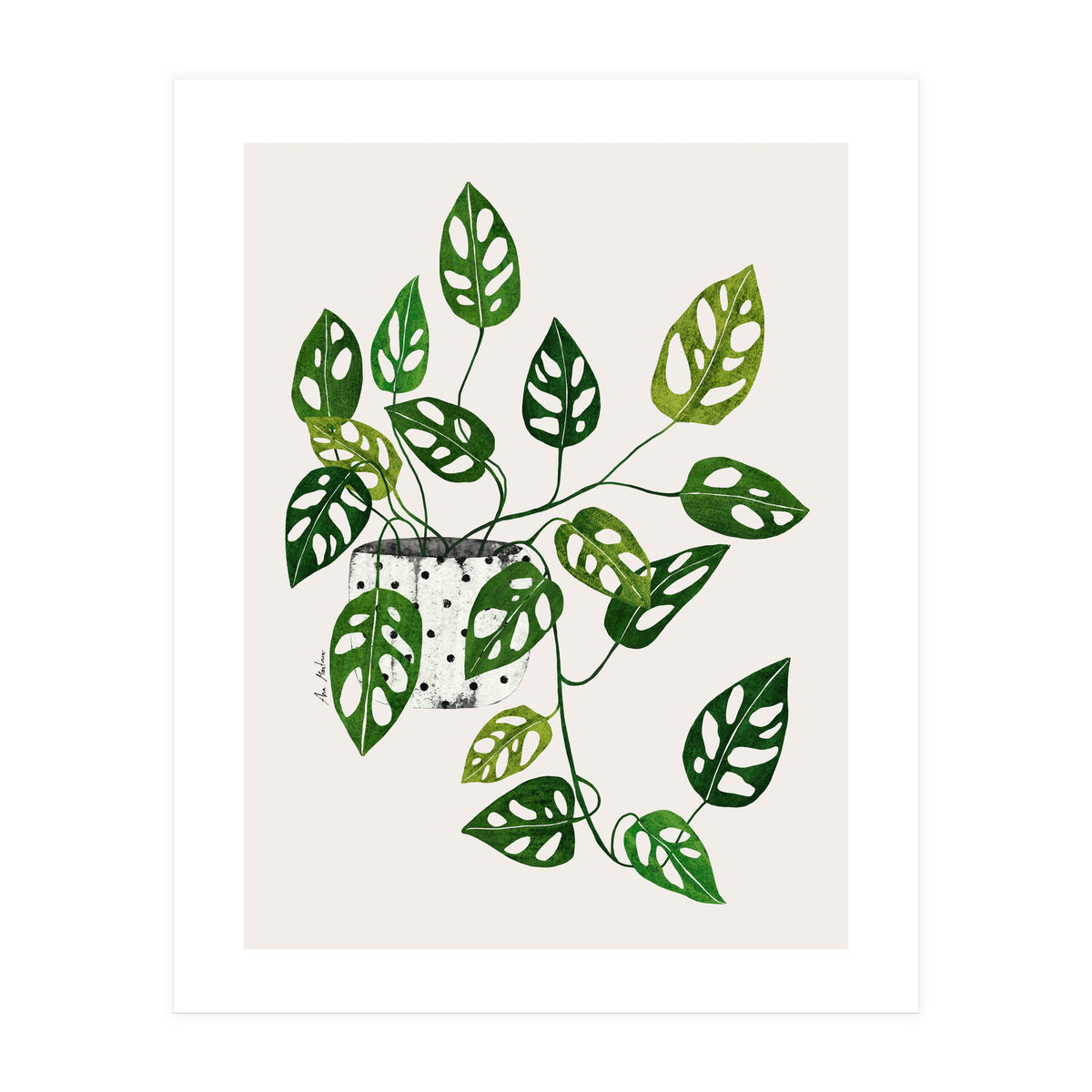 Monstera Obliqua Plant (Print Only)