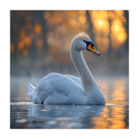 Beautiful Swan Floating On Water At Sunset (Print Only)