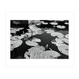 Lotus Pond | Black & White Landscape (Print Only) thumbnail