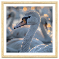 Majestic Swan Close Up With Water Droplets