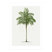 Oswald de Kerchove de Denterghem – Vintage Palm Tree Illustration (1878) (Print Only)