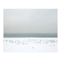 Seagulls in the winter snow beach (Print Only)