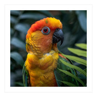 Close Up Of A Colorful Sun Conure Parrot (Print Only)