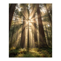 Ethereal Redwood Sanctuary: Sunbeams in the Ancient Forest (Print Only)