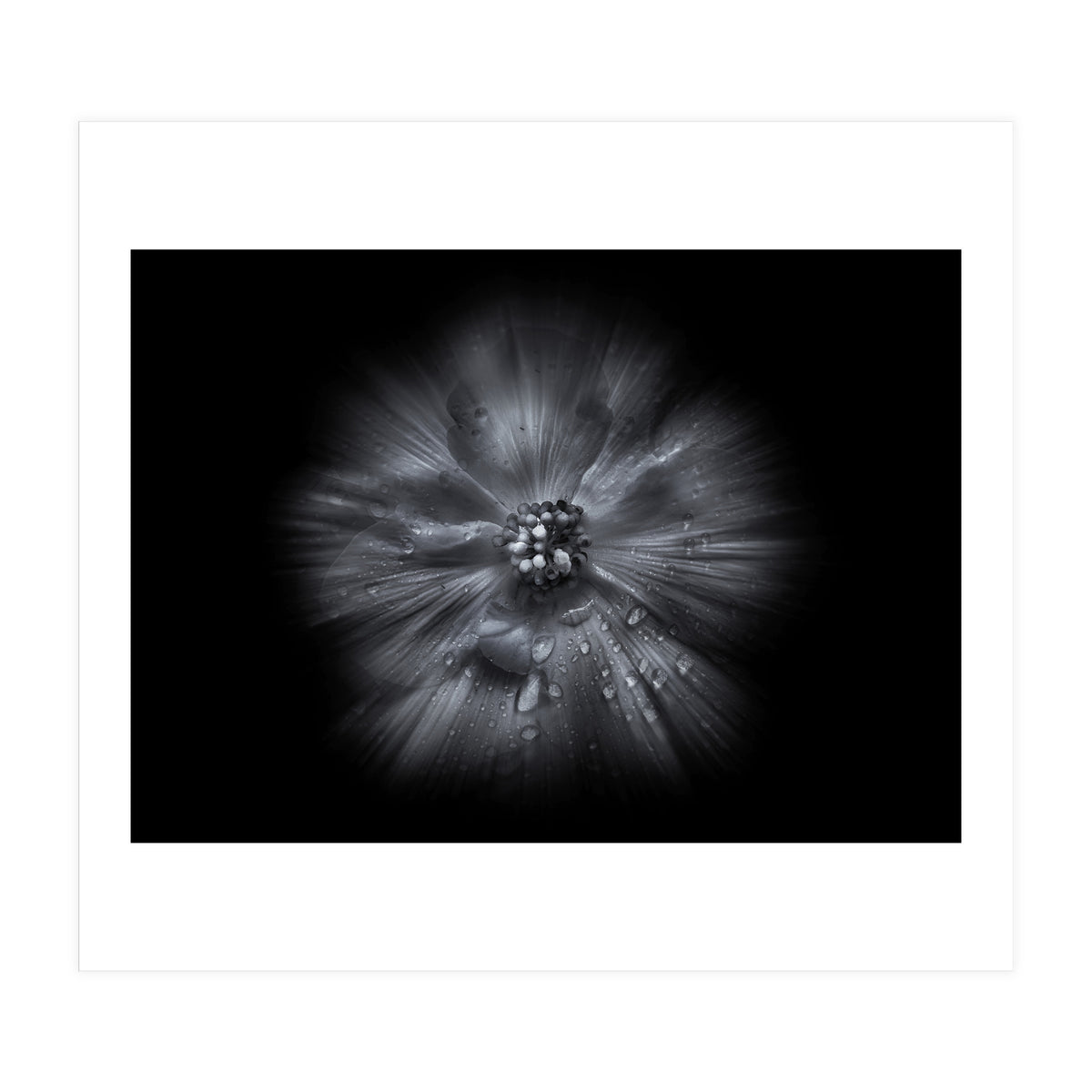 Backyard Flowers In Black And White No 66 Flow Version (Print Only)