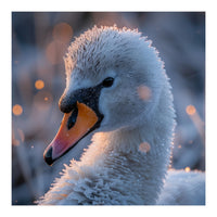 Close Up Frosty Swan Head During Golden Hour (Print Only)