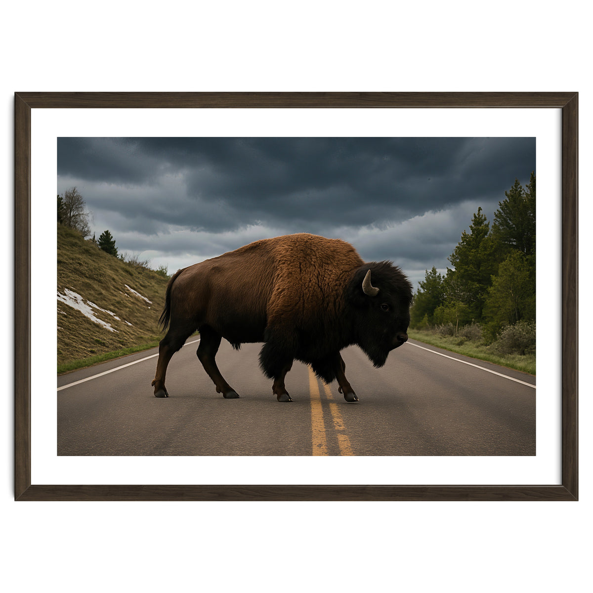 Bison on the Road , Yellowstone Wildlife Photography