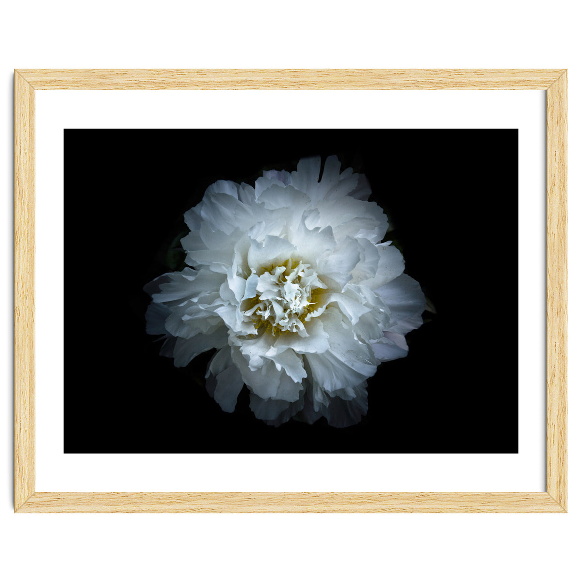 Backyard Flowers No 90 Color Version