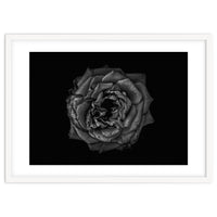 Backyard Flowers In Black And White No 110