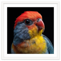 Close Up Colorful Parrot Portrait Vivid Plumage