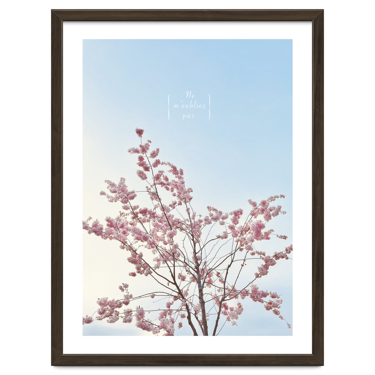 Sakura - cherry blossom