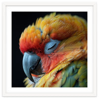Close Up Of A Sleeping Sun Conure Parrot