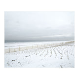 Winter grass in snow beach (Print Only) thumbnail